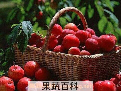 李子酒的功效与作用及制作方法