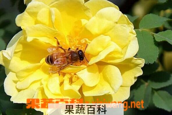 果蔬百科黄刺玫