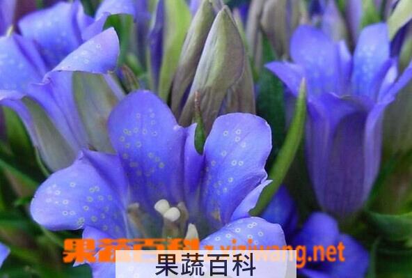 果蔬百科华丽龙胆