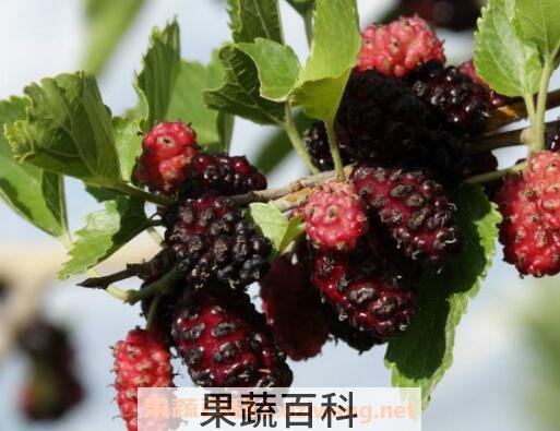 桑葚的功效与作用 桑葚的营养价值