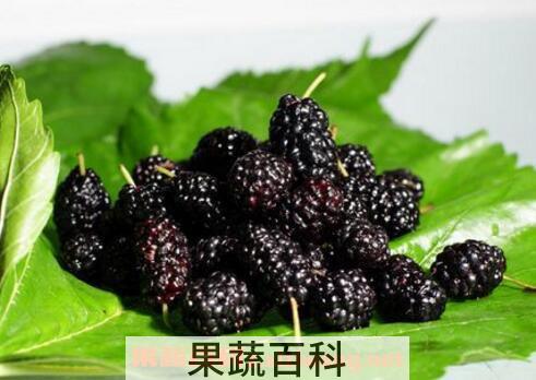 桑葚的功效与作用 桑葚的营养价值