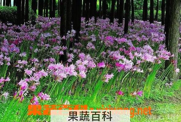 果蔬百科换棉花