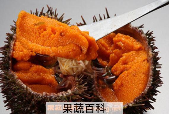 活海胆怎么处理 活海胆怎么杀