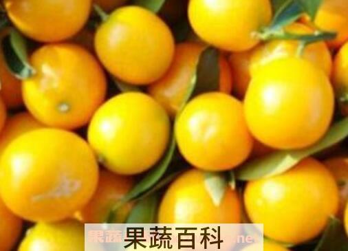冰糖柑上火吗 冰糖柑的功效与作用