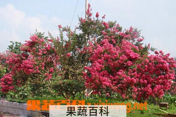 果蔬百科火把花