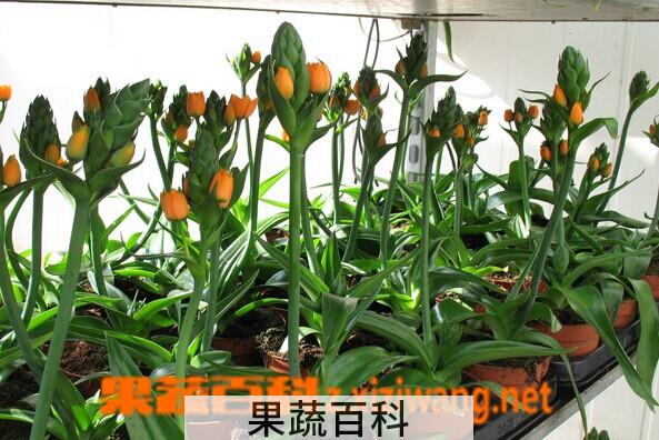果蔬百科虎眼万年青