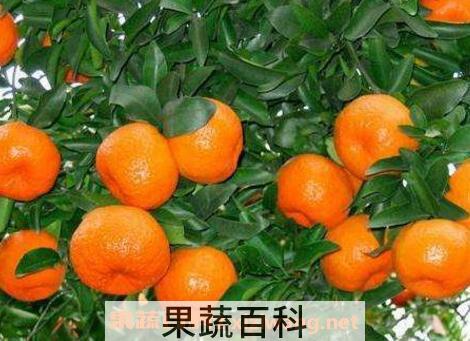 椪柑吃了上火吗 椪柑的功效与作用