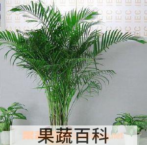 果蔬百科散尾葵的养殖方法