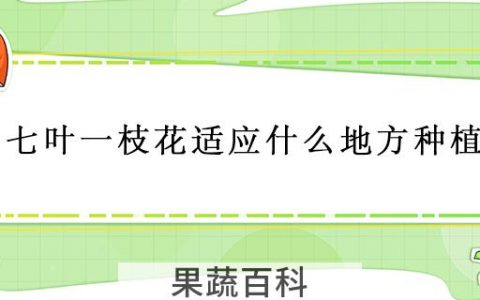 七叶一枝花适应什么地方种植