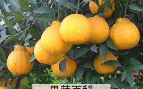 春见有什么功效和作用 春见是什么水果?