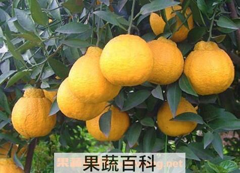 春见是什么水果 春见的功效与作用