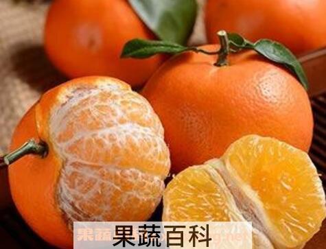 沃柑和皇帝柑的区别 皇帝柑好还是沃柑好吃