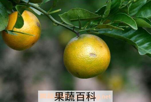 沃柑和皇帝柑的区别 皇帝柑好还是沃柑好吃