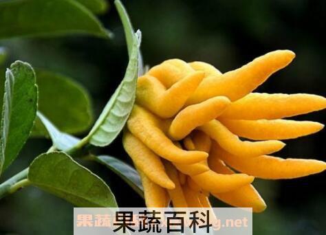 佛手柑怎么吃 佛手柑的吃法技巧