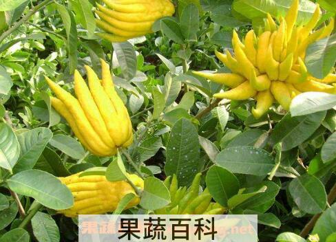 佛手柑怎么吃 佛手柑的吃法技巧
