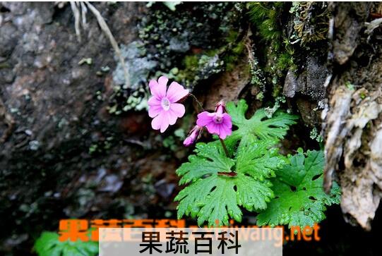 果蔬百科宽裂掌叶报春