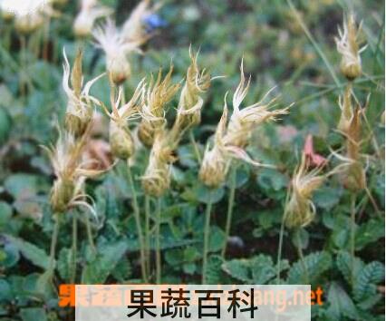 果蔬百科宽叶仙女木