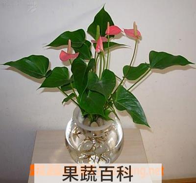 果蔬百科 水培植物的养殖方法