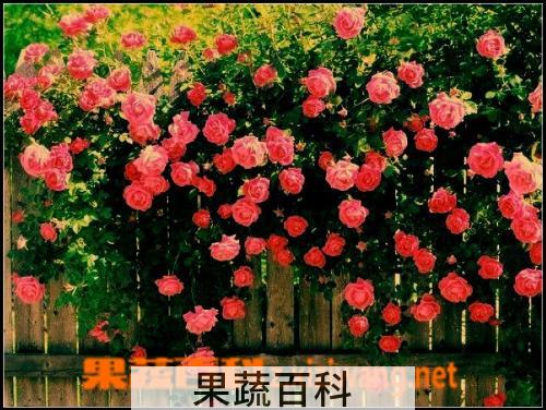 果蔬百科 蔷薇花的养殖方法