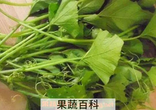 南瓜叶怎么做好吃 南瓜叶子的功效与作用