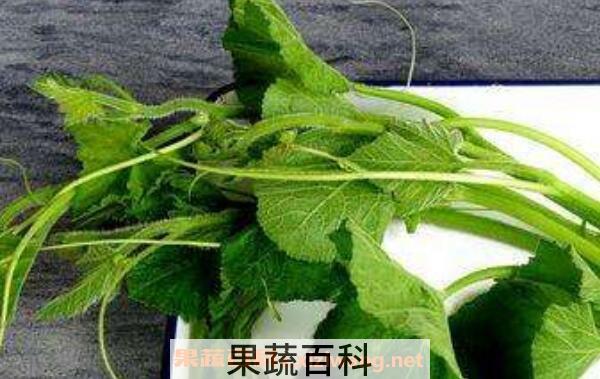 南瓜叶怎么做好吃 南瓜叶子的功效与作用
