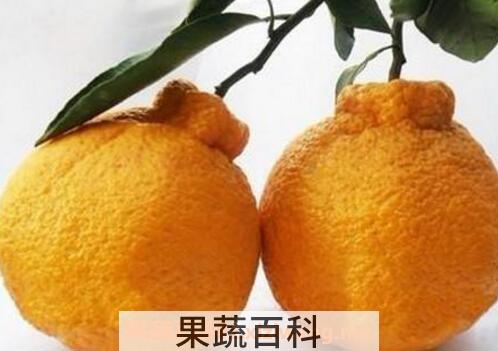 丑柑皮的功效与作用
