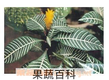 果蔬百科金脉单药花