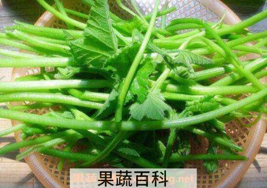 南瓜藤怎么剥皮快 南瓜藤怎么处理