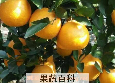 皇帝柑的营养价值与功效作用