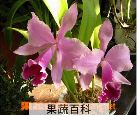 果蔬百科卡特兰
