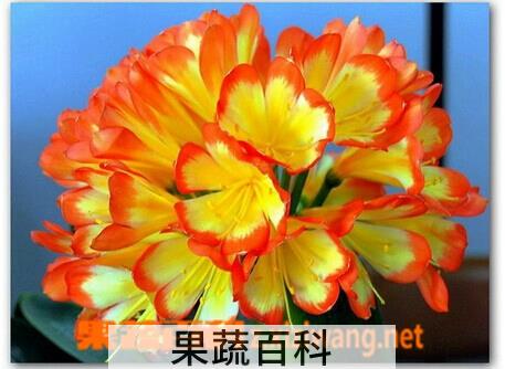 果蔬百科君子兰
