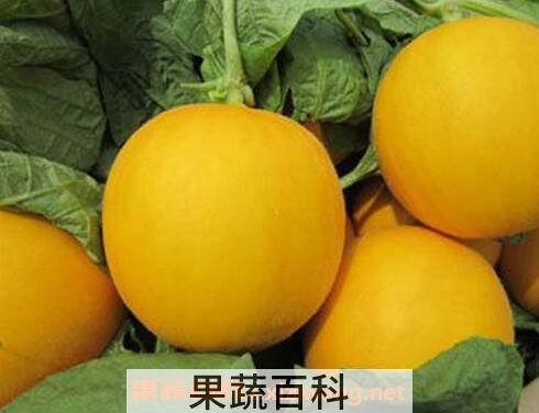 金蜜瓜的功效与作用 金蜜瓜怎么挑