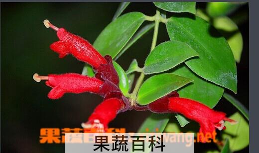 果蔬百科口红花