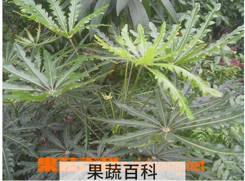 果蔬百科孔雀木