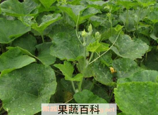 南瓜茎叶的功效与作用 