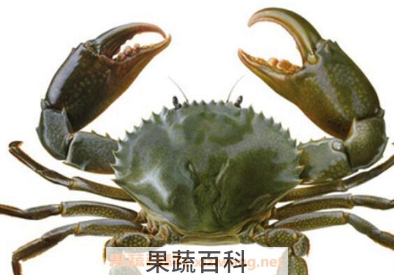 青蟹怎么保存 青蟹保鲜的方法技巧