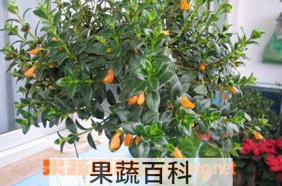 果蔬百科金鱼吊兰的养殖方法
