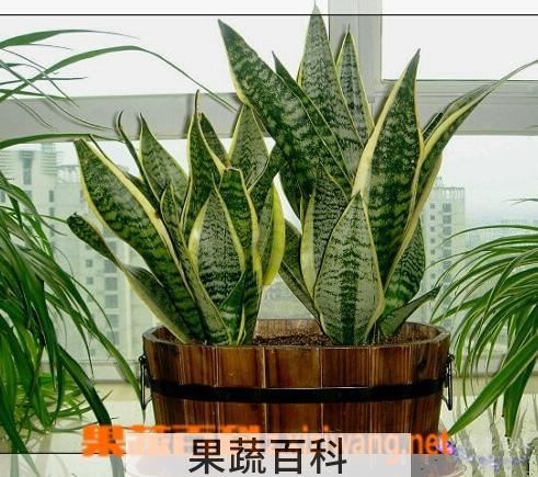 果蔬百科虎尾兰的养殖方法