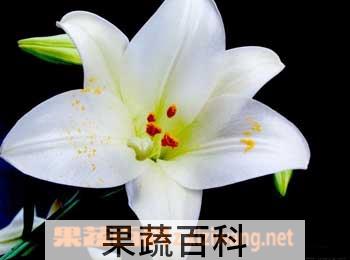 果蔬百科百合花保鲜方法