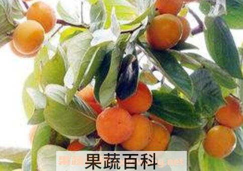 柿子叶的功效与作用及食用方法