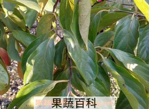 柿子叶的功效与作用及食用方法