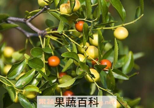 酸枣的功效与作用 吃酸枣的好处