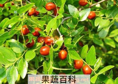 酸枣的功效与作用 吃酸枣的好处