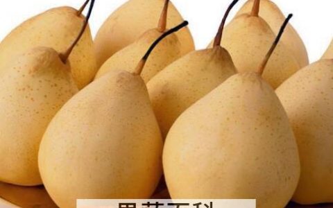 雪梨的作用与功效果 雪梨有什么功效与作用