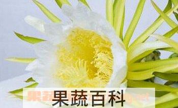 果蔬百科霸王花