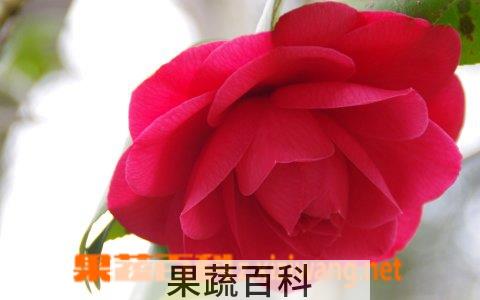 果蔬百科怎么让玫瑰花保鲜 如何让玫瑰花保鲜