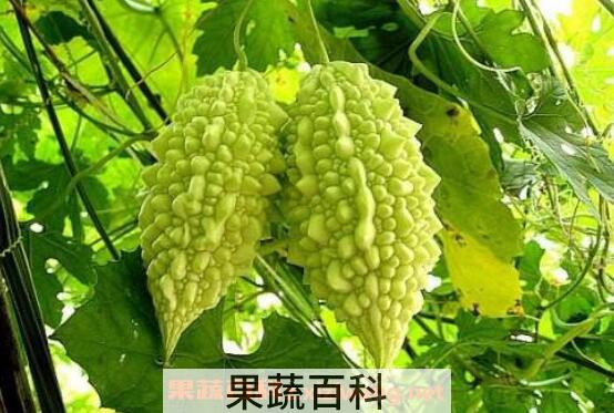 癞瓜怎么吃 癞瓜的家常做法