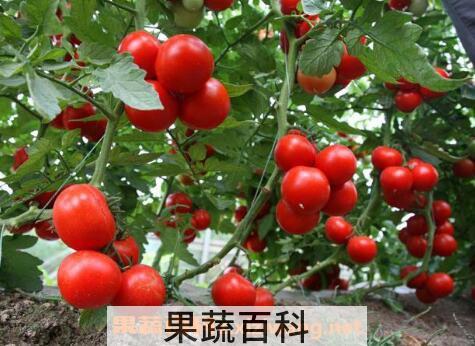 血糖高吃什么水果好 适合血糖高吃的水果介绍
