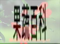 果蔬百科石榴花