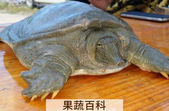 野生甲鱼和养殖甲鱼的区别
